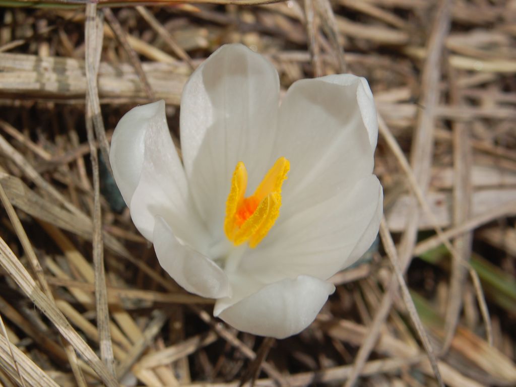 Crocus vernus  / Zafferano alpino